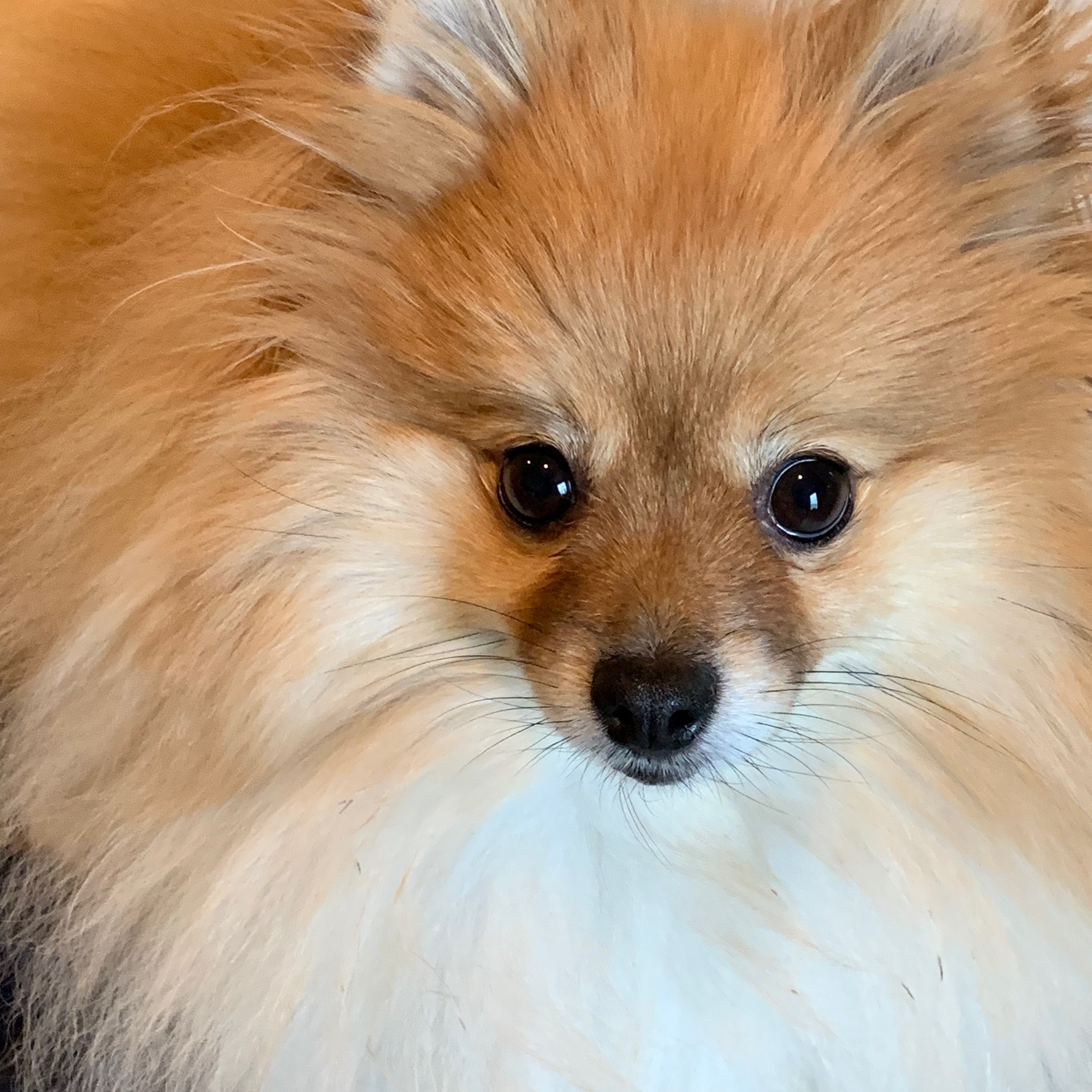 Dory the Pomeranian