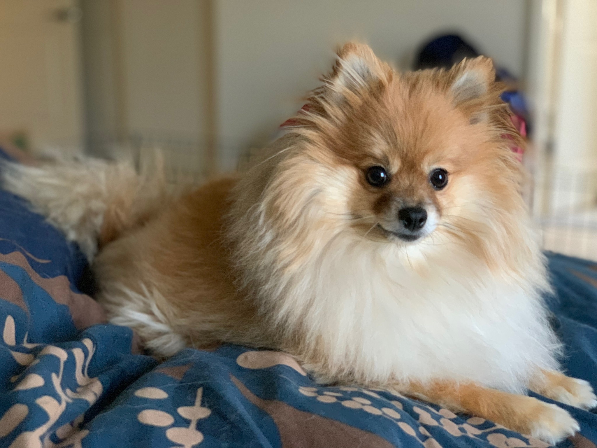 Dory the Pomeranian