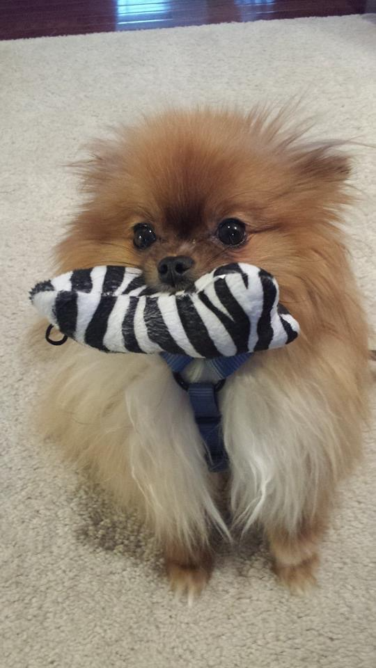 Tails the Pomeranian