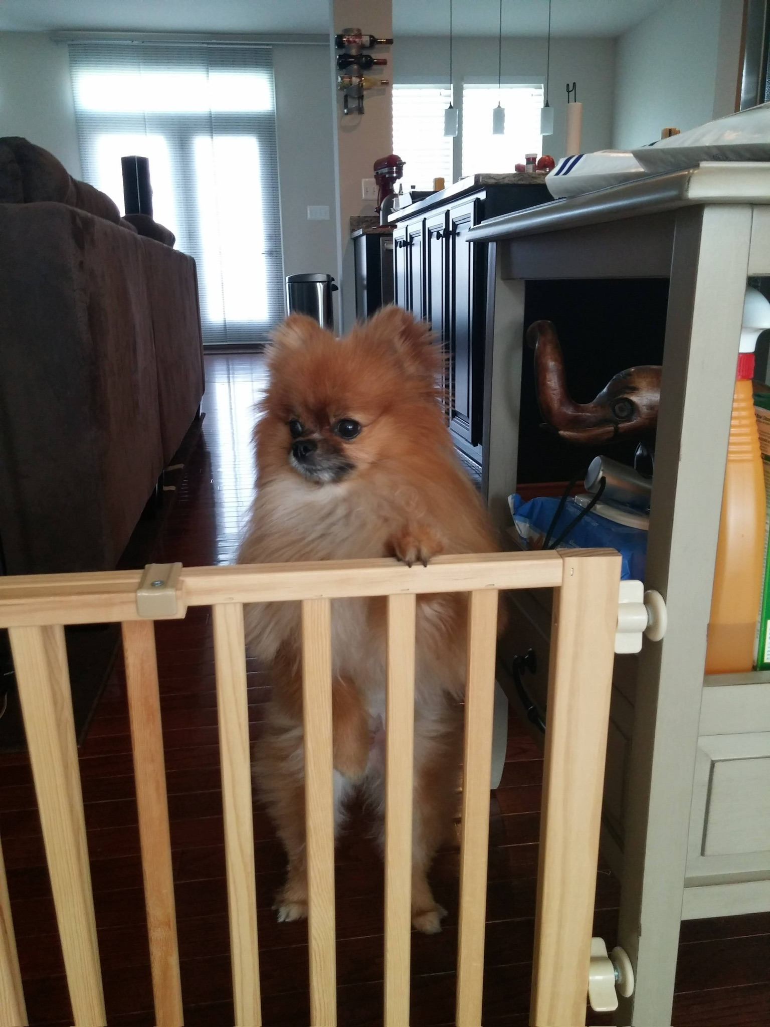 Tails the Pomeranian
