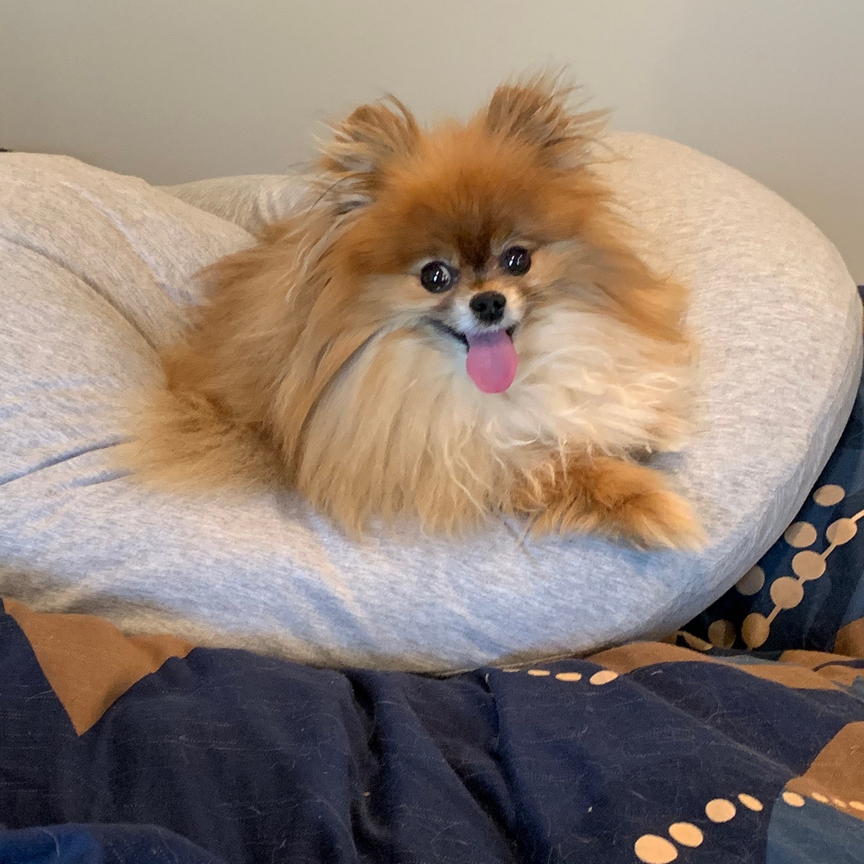 Tails the Pomeranian