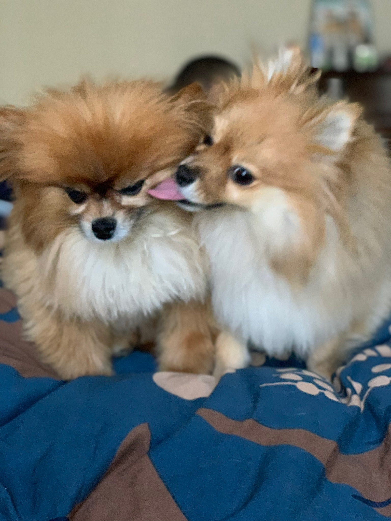 Tails and Dory