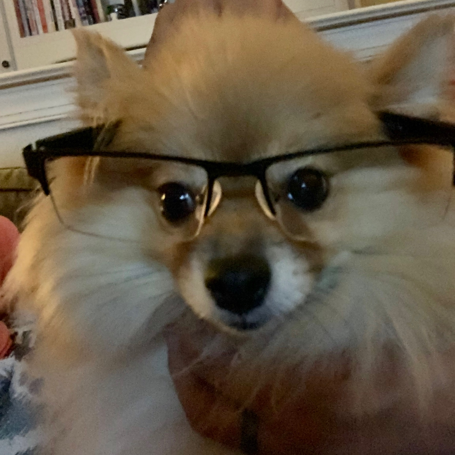 Dory the Pomeranian in glasses