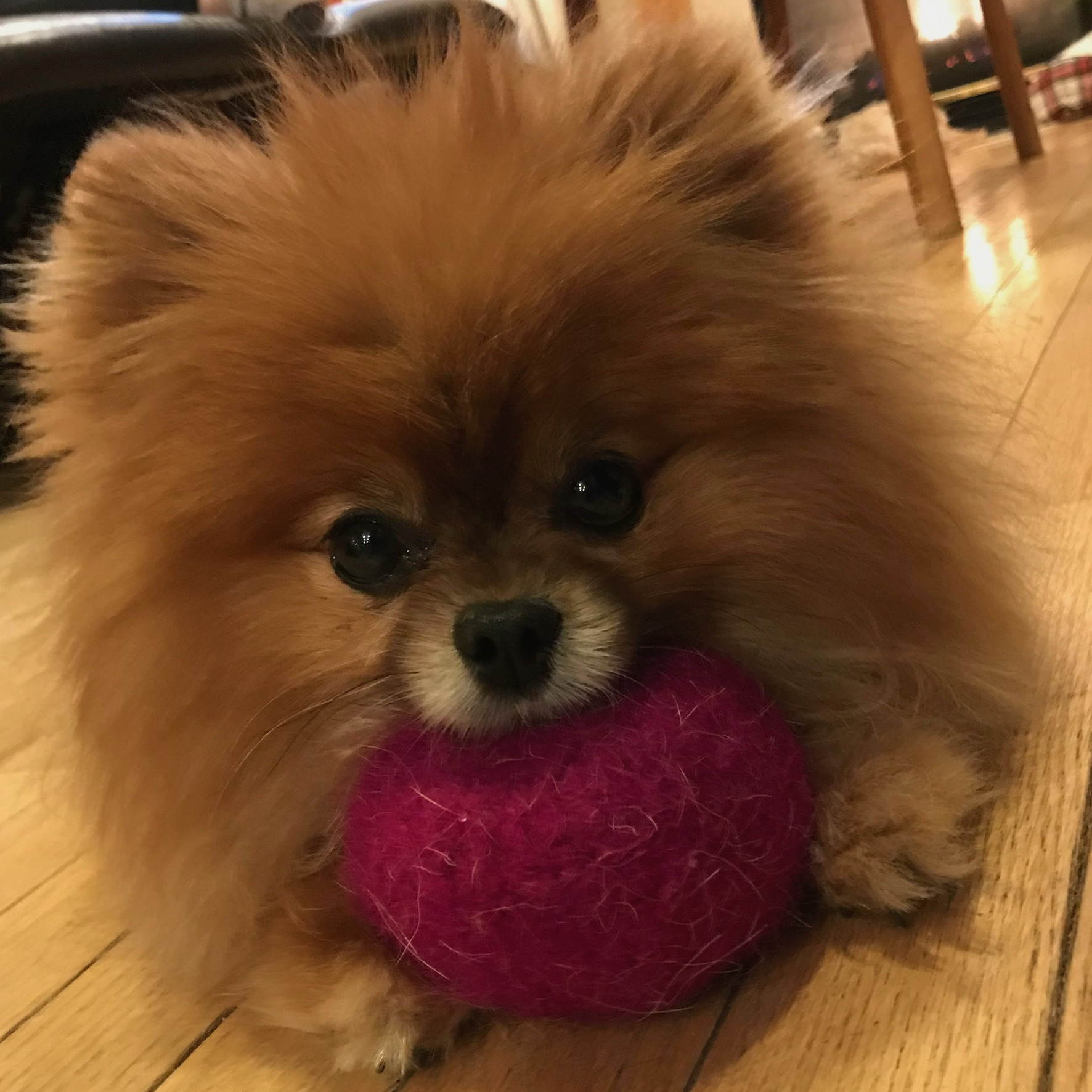 Tails the Pomeranian