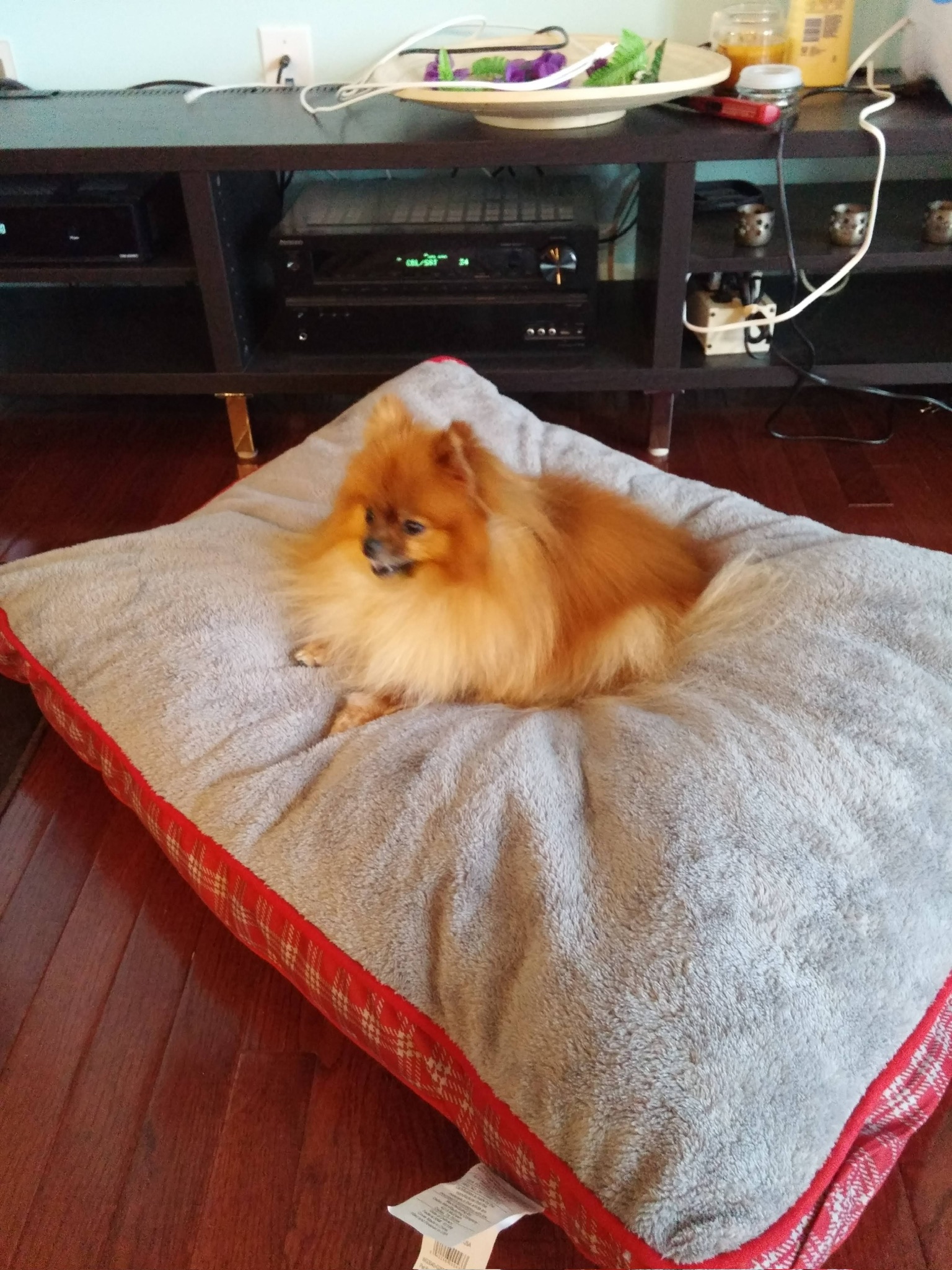 Tails the Pomeranian