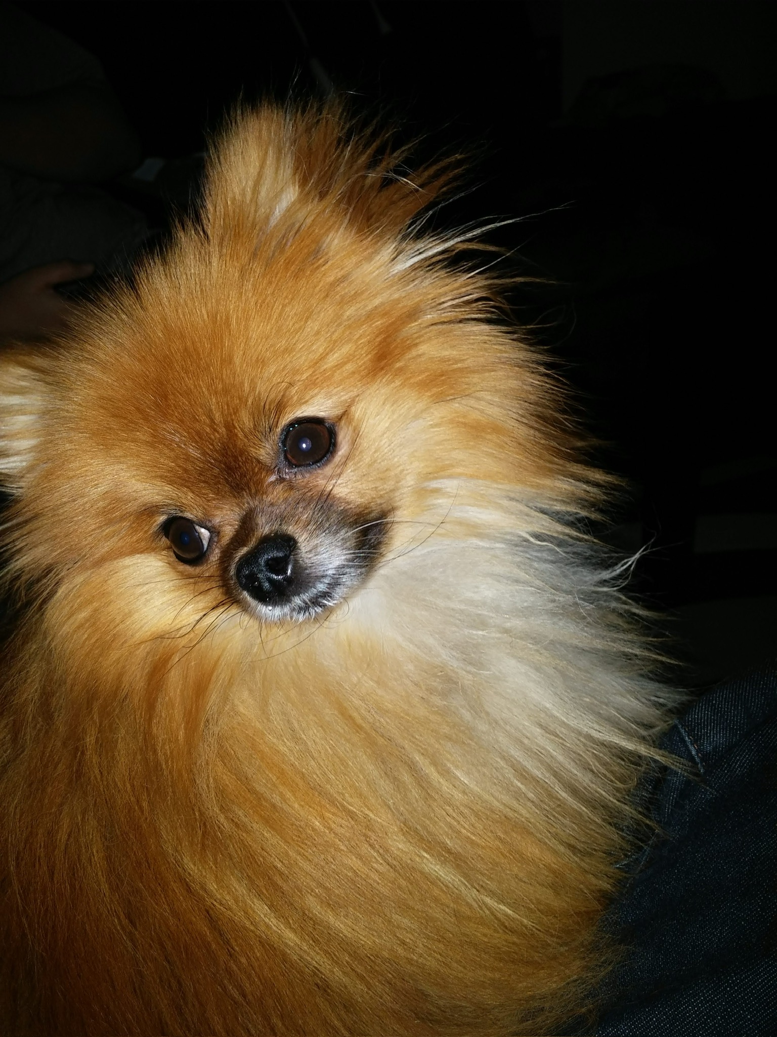 Tails the Pomeranian